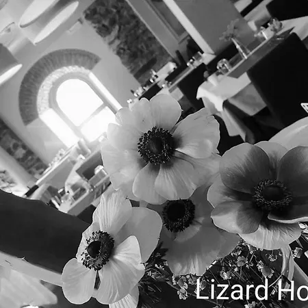 Lizard Como